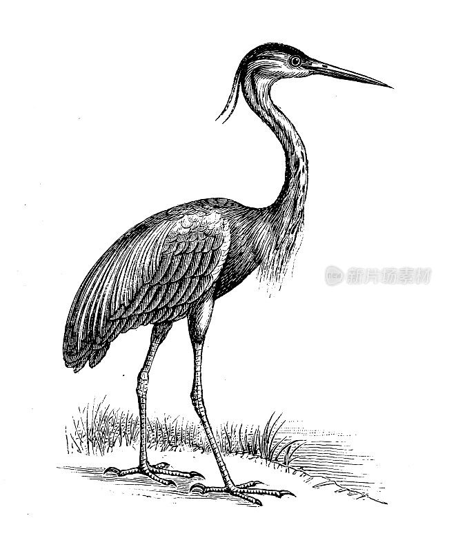 古玩动物插画:紫鹭(Ardea purpurea)